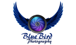 bluebird-photography-logo